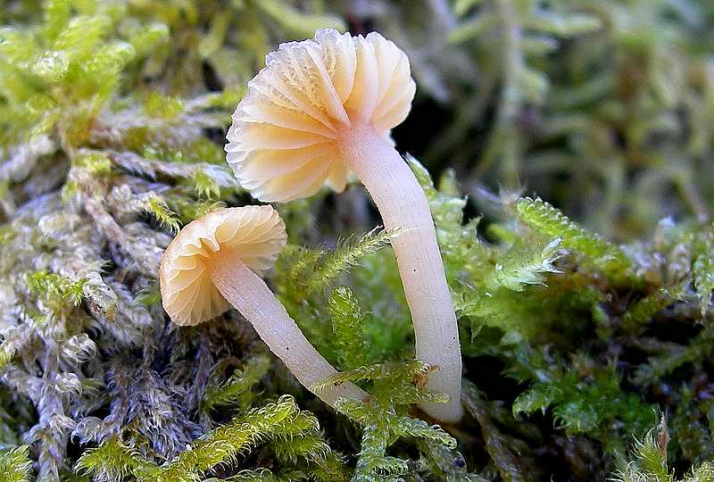 Specie 2006 : Galerina laevis    (Pers.)   Singer